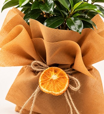 Ficus Bonsai 30 cm yaprak, gövde ve saksı detay görünümü