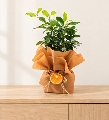 Ficus Bonsai 30 cm yaşam alanında gerçekçi boyut görünümü