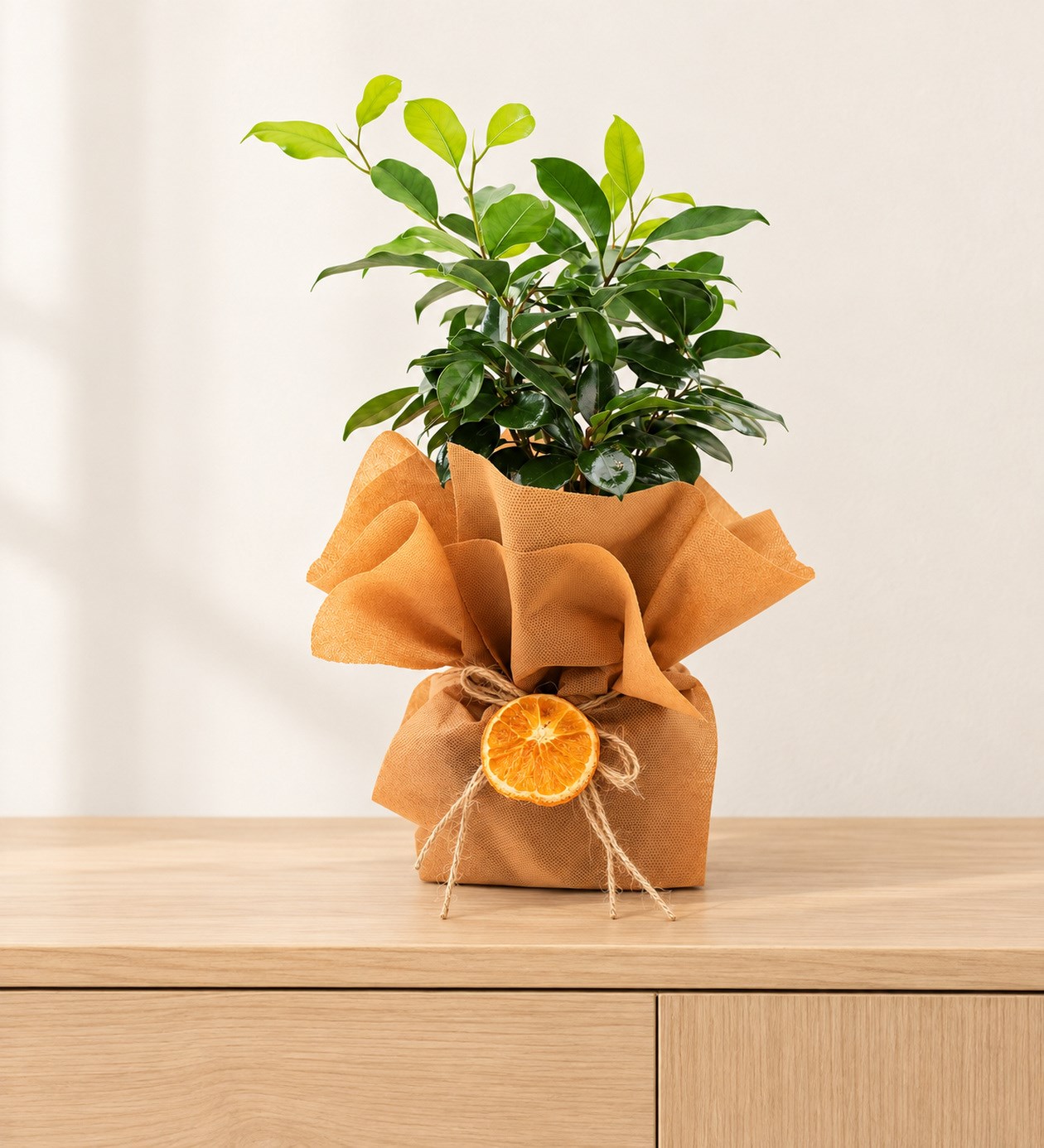 Ficus Bonsai 30 cm yaşam alanında gerçekçi boyut görünümü