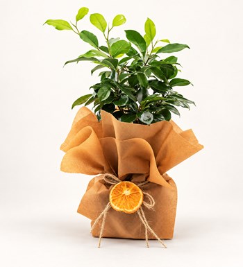 Ficus Bonsai 30 cm