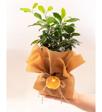 Ficus Bonsai 30 cm özgün ürün görünümü