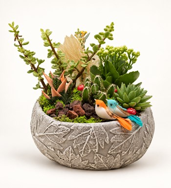Sukulent Tasarımı