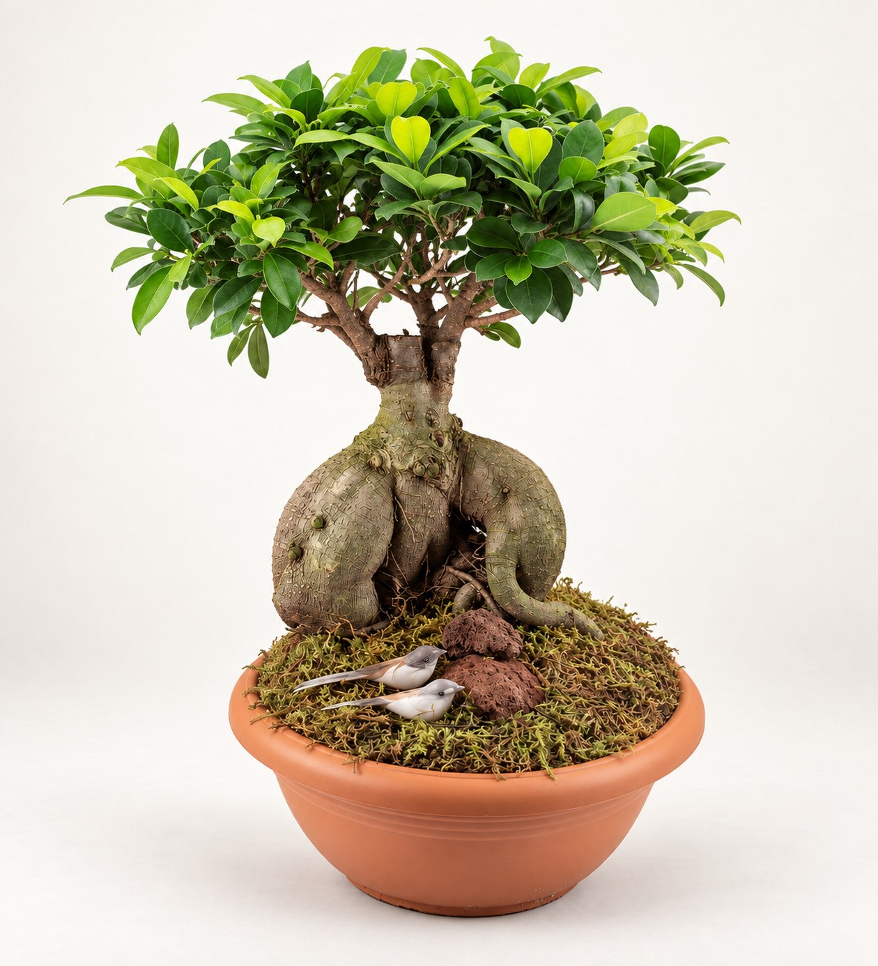 Ficus Orta Boy Bonsai hafif yan açı ürün görünümü
