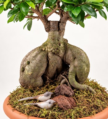 Ficus Orta Boy Bonsai yaprak, gövde ve saksı detay görünümü