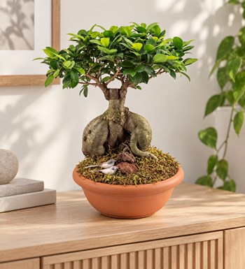 Ficus Orta Boy Bonsai yaşam alanında gerçekçi boyut görünümü