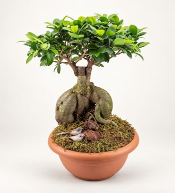 Ficus Orta Boy Bonsai