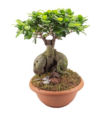 Ficus Orta Boy Bonsai özgün ürün görünümü