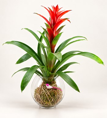 Guzmanya Kokedama