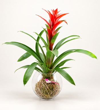 Guzmanya Kokedama