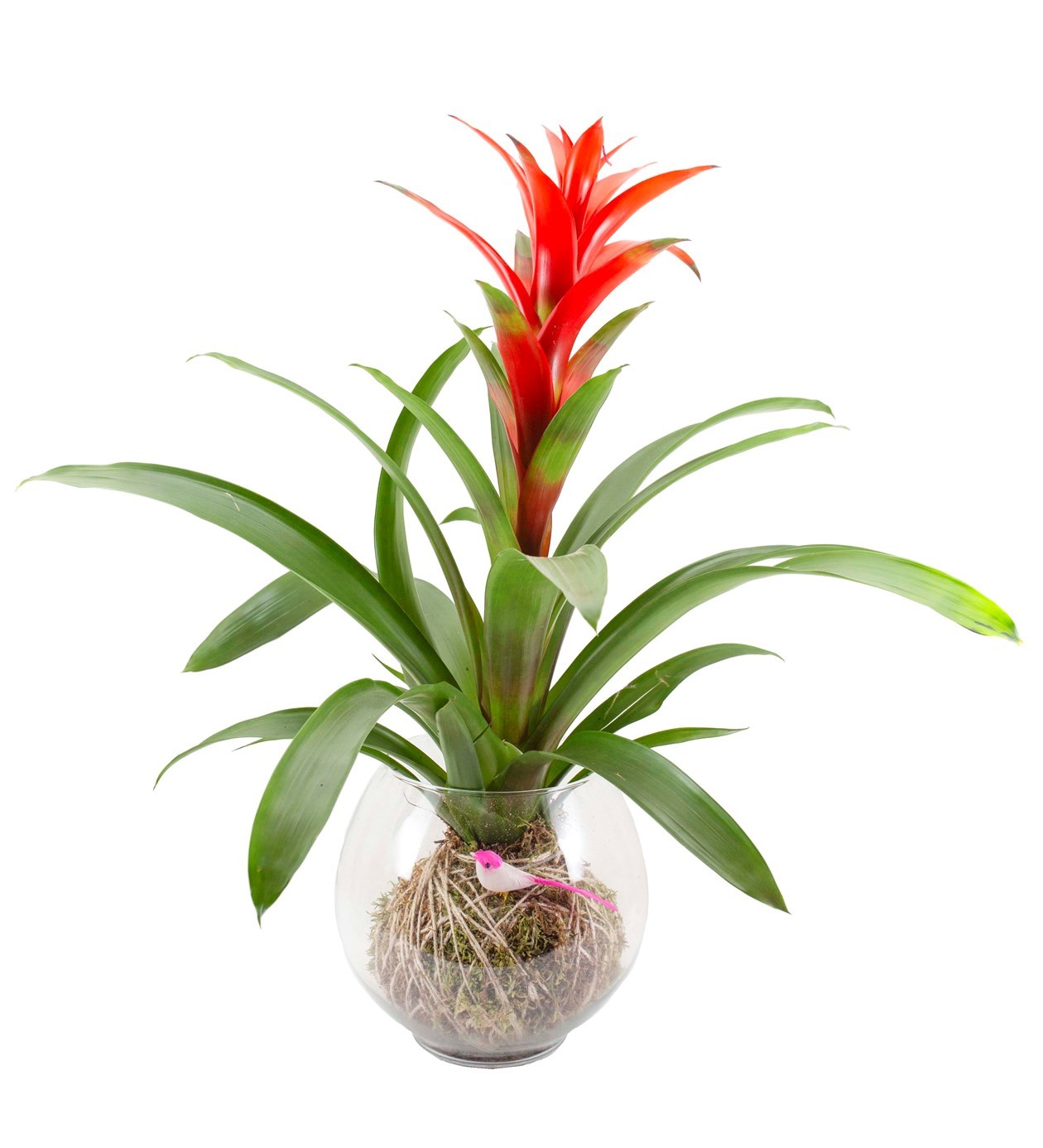Guzmanya Kokedama özgün ürün görünümü