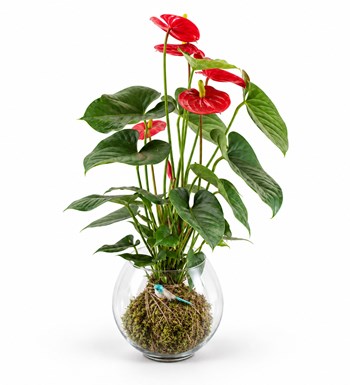 Antoryum Kokedama