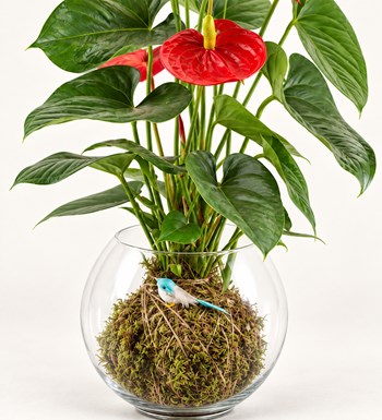 Antoryum Kokedama çiçek ve vazo malzemesi detay görünümü