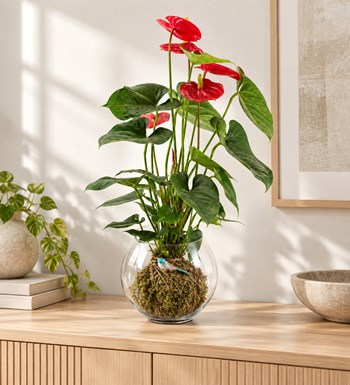 Antoryum Kokedama yaşam alanında gerçekçi boyut görünümü