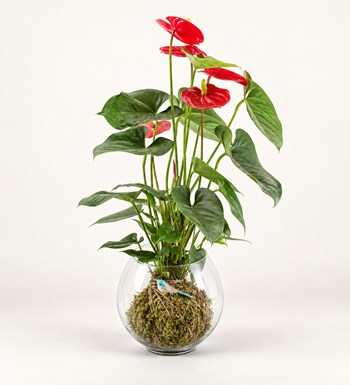 Antoryum Kokedama