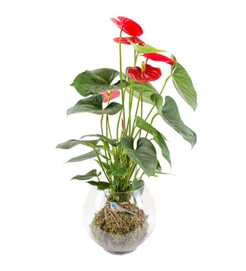 Antoryum Kokedama özgün ürün görünümü
