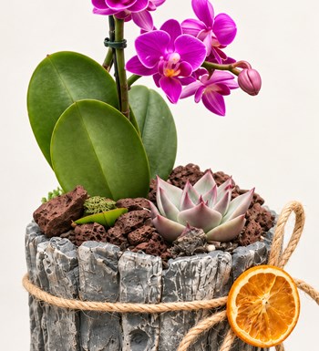 Mini Orkide ve Sukulent Tasarımı çiçek, yaprak ve saksı detay görünümü