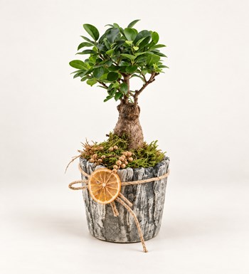 Taş Vazo Bonsai Tasarımı