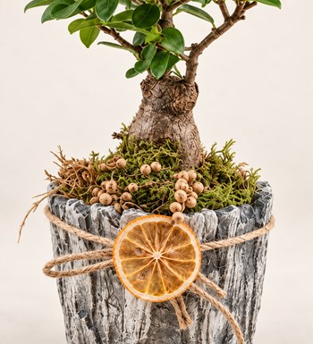 Taş Vazo Bonsai Tasarımı yaprak, gövde ve saksı detay görünümü