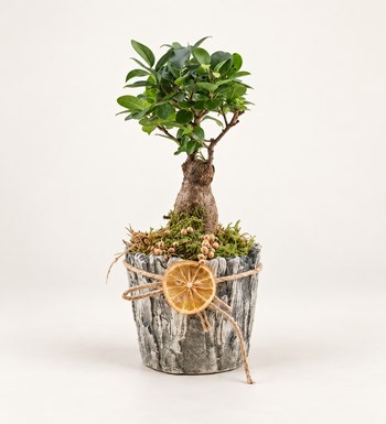 Taş Vazo Bonsai Tasarımı