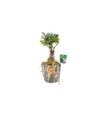 Taş Vazo Bonsai Tasarımı özgün ürün görünümü