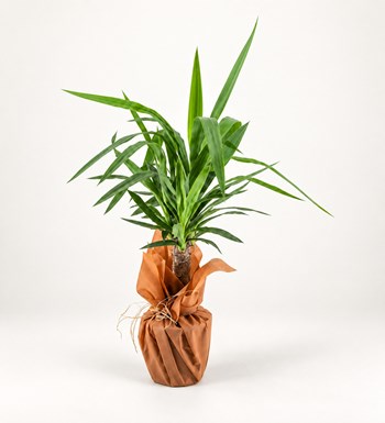 Yucca
