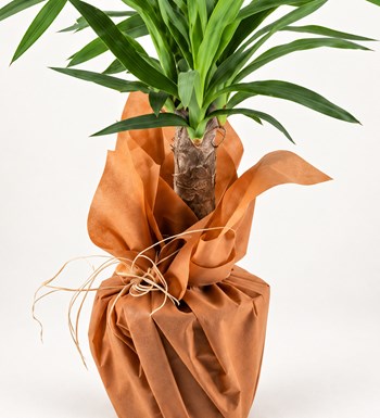 Yucca yaprak, gövde ve saksı detay görünümü