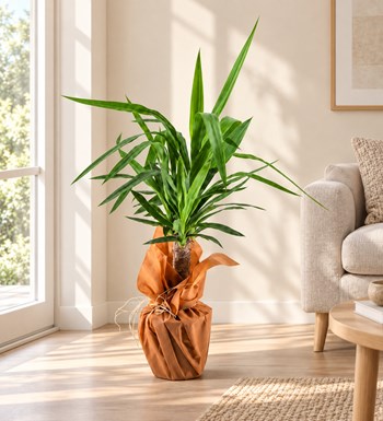 Yucca yaşam alanında gerçekçi boyut görünümü
