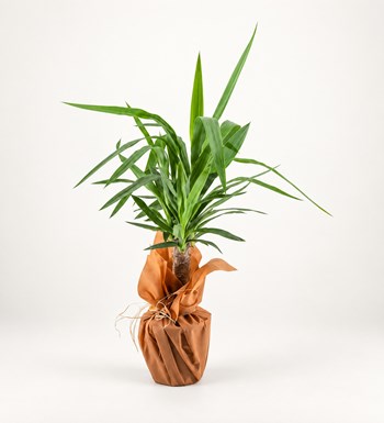 Yucca