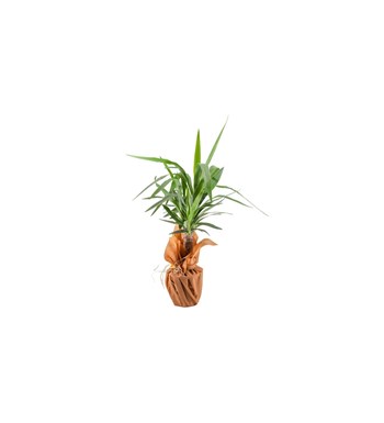 Yucca özgün ürün görünümü