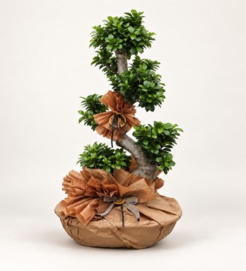Ficus S Bonsai