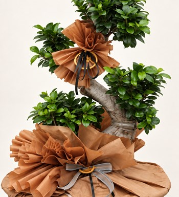 Ficus S Bonsai yaprak, gövde ve saksı detay görünümü