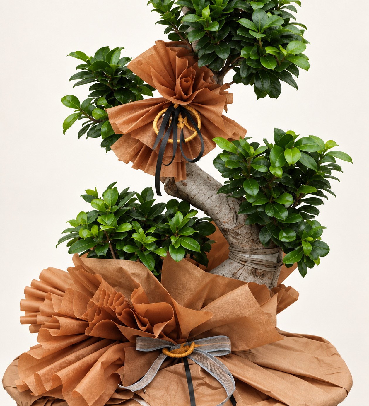 Ficus S Bonsai yaprak, gövde ve saksı detay görünümü