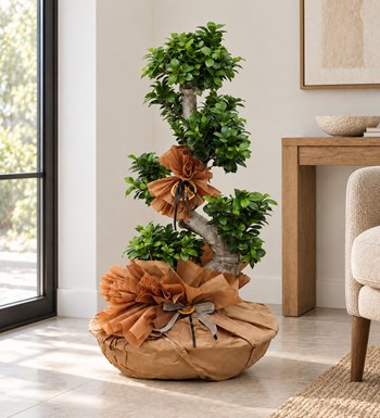 Ficus S Bonsai yaşam alanında gerçekçi boyut görünümü