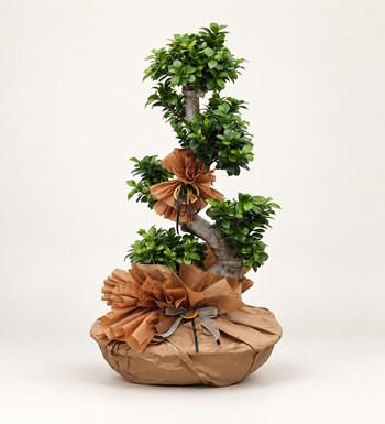Ficus S Bonsai