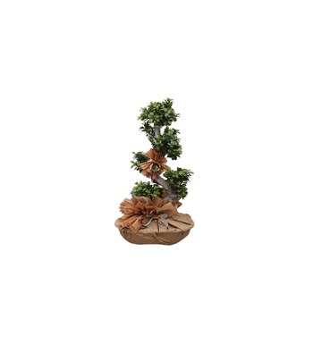 Ficus S Bonsai özgün ürün görünümü