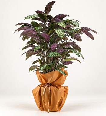Calathea (Dua Bitkisi)