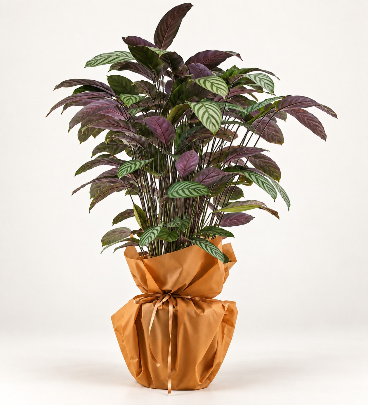 Calathea (Dua Bitkisi) hafif yan açı ürün görünümü