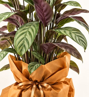 Calathea (Dua Bitkisi) yaprak, gövde ve saksı detay görünümü