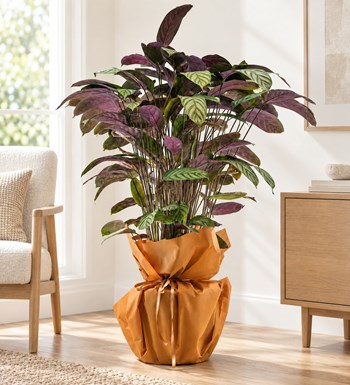 Calathea (Dua Bitkisi) yaşam alanında gerçekçi boyut görünümü