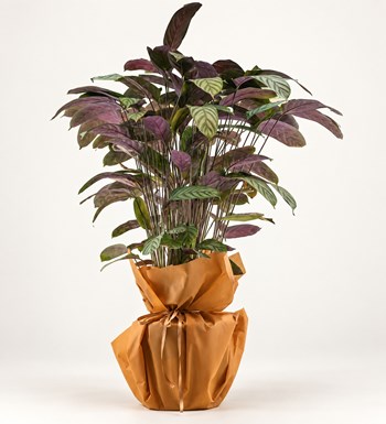 Calathea (Dua Bitkisi)