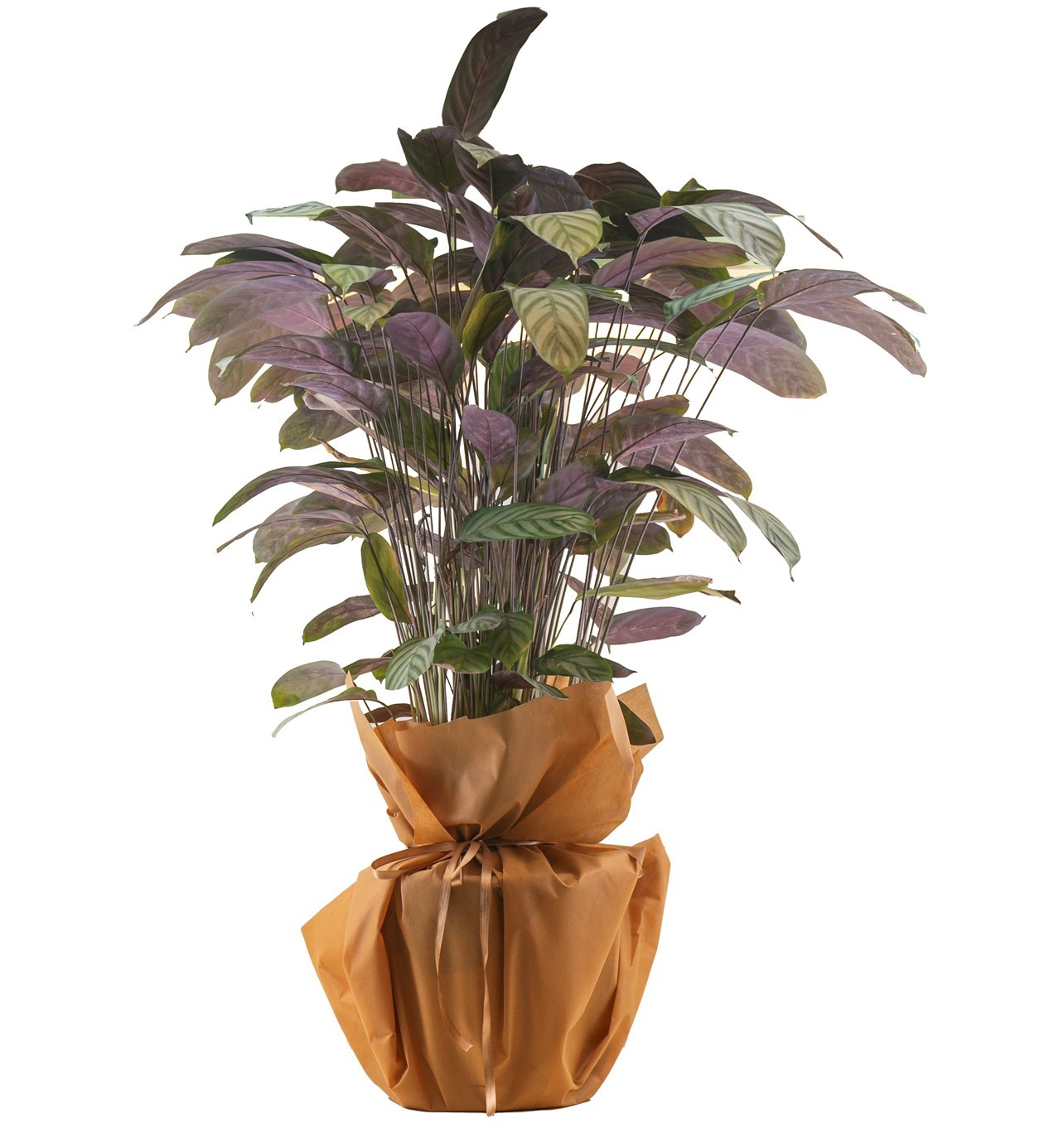 Calathea (Dua Bitkisi) özgün ürün görünümü