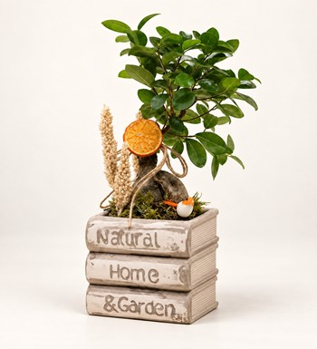 Kitap Saksıda Bonsai