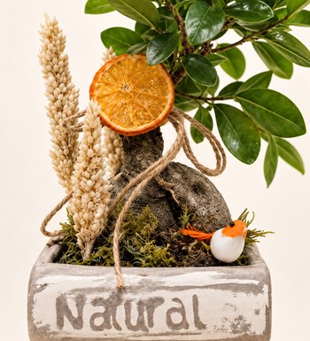 Kitap Saksıda Bonsai yaprak, gövde ve saksı detay görünümü