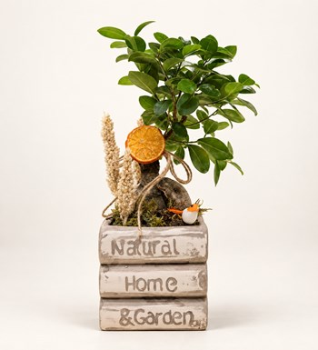 Kitap Saksıda Bonsai