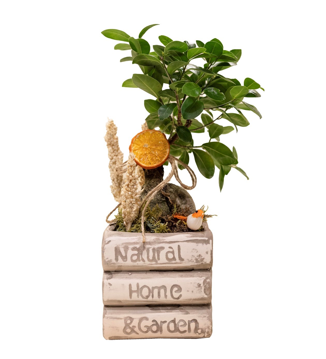 Kitap Saksıda Bonsai özgün ürün görünümü