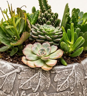 Sukulent Garden yaprak, gövde ve saksı detay görünümü