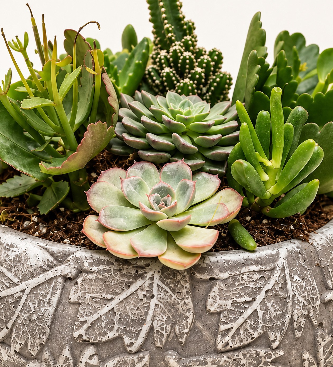 Sukulent Garden yaprak, gövde ve saksı detay görünümü