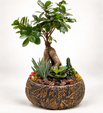 Dekor Vazoda Bonsai Garden