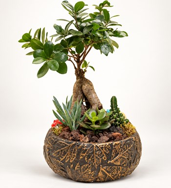 Dekor Vazoda Bonsai Garden
