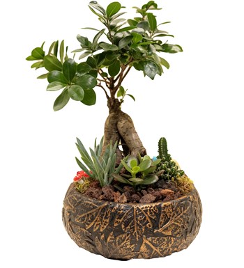 Bonsai Garden özgün ürün görünümü